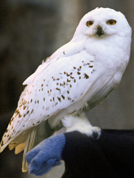 Hedwig